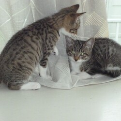 「猫を飼ってみて」サムネイル2