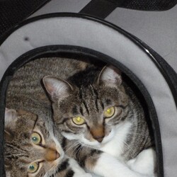 「猫を飼ってみて」サムネイル3