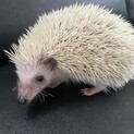3月生まれのハリネズミ