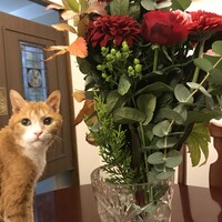 ミア