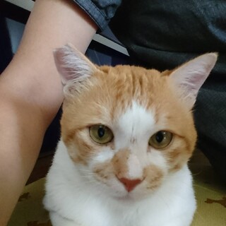 ベタベタすりすりのがっつ君