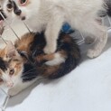 子猫ちゃん♡