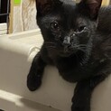 甘えん坊のクロちゃんです。