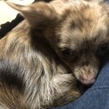 チワワ♀ルビー　1歳2ヶ月