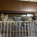 キジちゃん　3兄弟