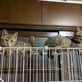 キジちゃん　3兄弟