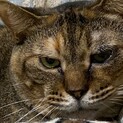 飼い主さん急死、退去の為至急募集