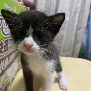 生後2ヶ月のハチワレの兄弟