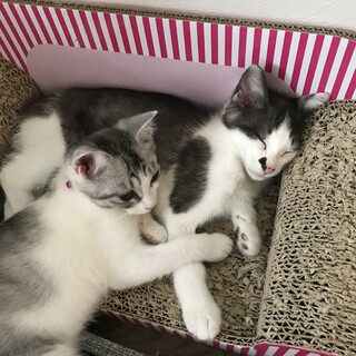 兄弟一緒にお願いします！