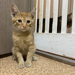 人も猫も大好きな茶トラ