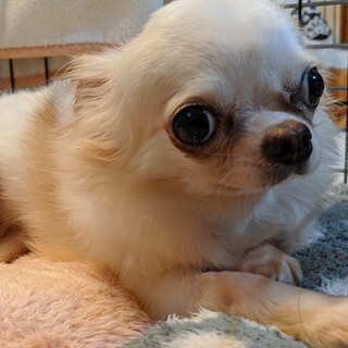 募集一旦終了。トライアル決定