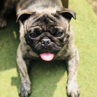 パグ×フレブル