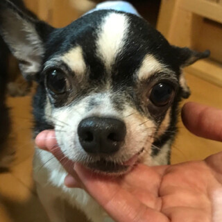 ♂チワワクッキー君