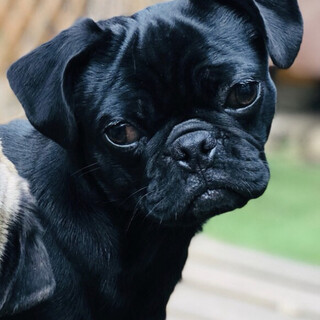 パグ×ボストンテリア