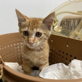 人馴れ抜群の茶トラ