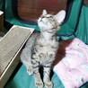 動画）キジトラの仔猫。べたべた甘えた猫です。 サムネイル5