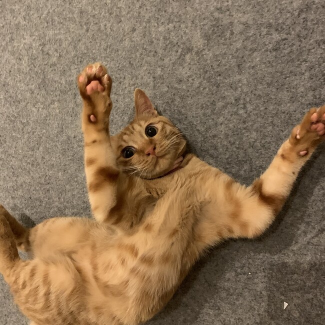 ふくみっちゃんのカバー写真