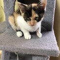 2ヶ月半の三毛猫♀