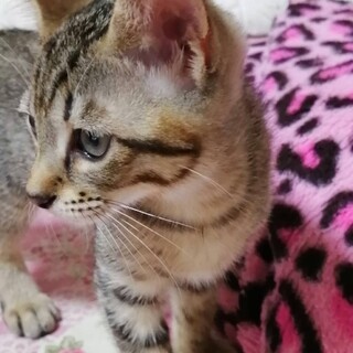 生後約2ヶ月男の子はまちゃん。