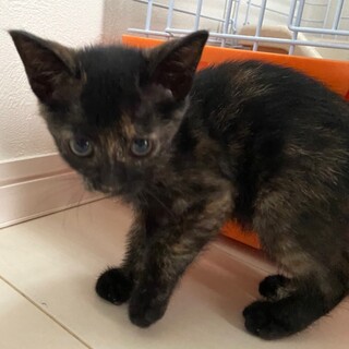 里親決定しました。