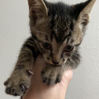 里親決定しました。