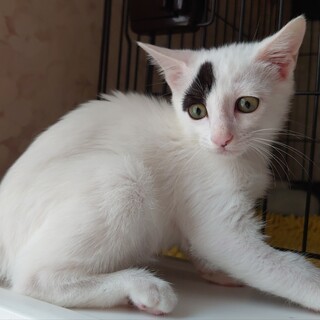 ちょっぴりシャイなビーン君