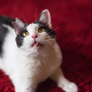 性格◎な甘えん坊で犬の様なのりすけくんです。