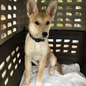 本当はたくさん甘えたいミクちゃん