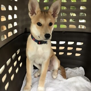 本当はたくさん甘えたいミクちゃん