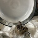 ちょっとビビりなオスデグー パイド色