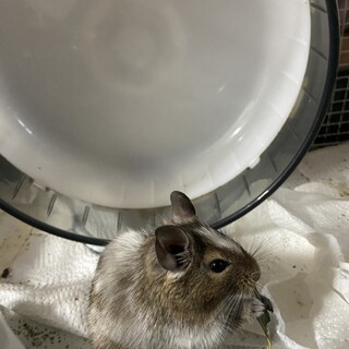 ちょっとビビりなオスデグー パイド色