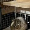 ちょっとビビりなオスデグー パイド色 サムネイル2