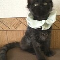 元気いっぱい！モフモフ黒猫君