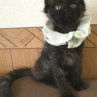 元気いっぱい！モフモフ黒猫君