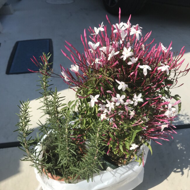 ｻﾞｯｷーのカバー写真