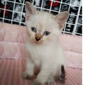 体は白、尻尾がトラ柄のおしゃれ猫です。