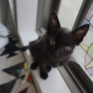 やんちゃ盛りの元気な黒猫
