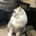 ふわふわ毛並みの成猫