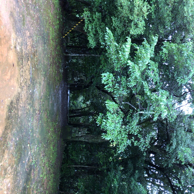 はまにゃんこのカバー写真