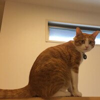 ちーすけ
