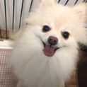 甘えん坊のポメラニアン★イブくん！