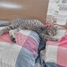 おばけさん