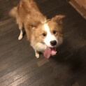 ボーダーコリー ウィートンホワイト 甘えんぼうです