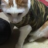 ゆうくん♂人馴れ抜群◎甘えん坊デカニャンコ サムネイル2