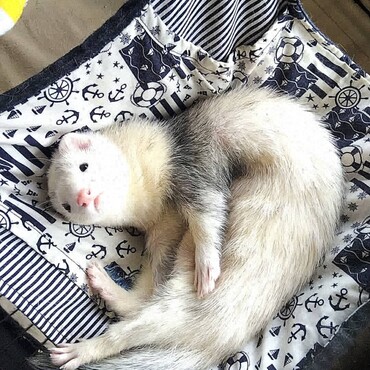 ほんと警戒心が微塵もない。おかきと、足して2で割ればいいのに。