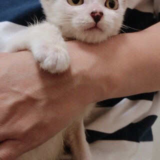 【2ヶ月猫♂】幸運のカギしっぽ☆