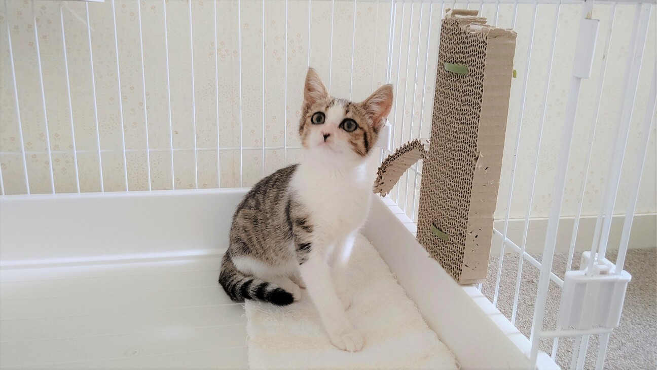 アイラインたれ目の美猫 兵庫県 猫の里親募集 ペットのおうち 月間利用者150万人