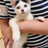 【2ヶ月猫♂】幸運のカギしっぽ☆ サムネイル4