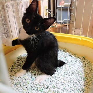 ボブテイル白黒女の子