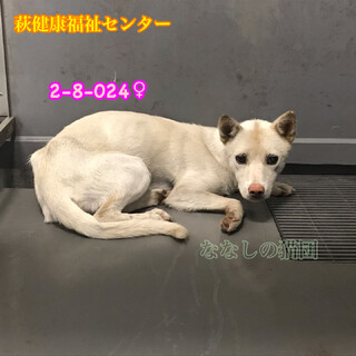 譲渡されました…白わんこ 024